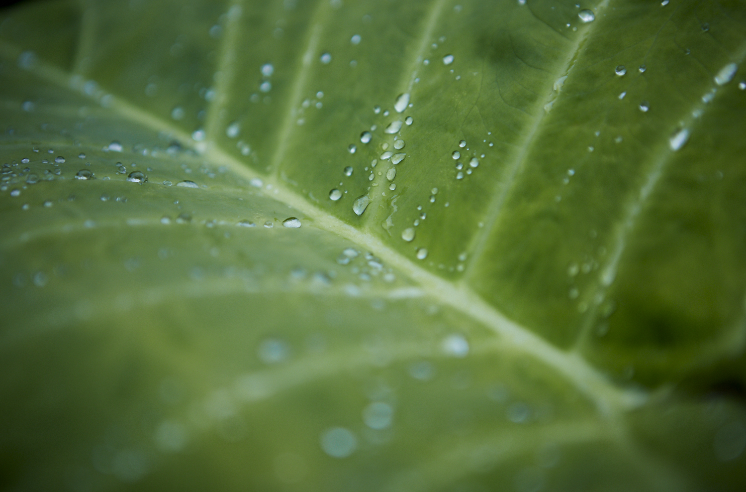 feuille d'arbre avec gouttes d'eau