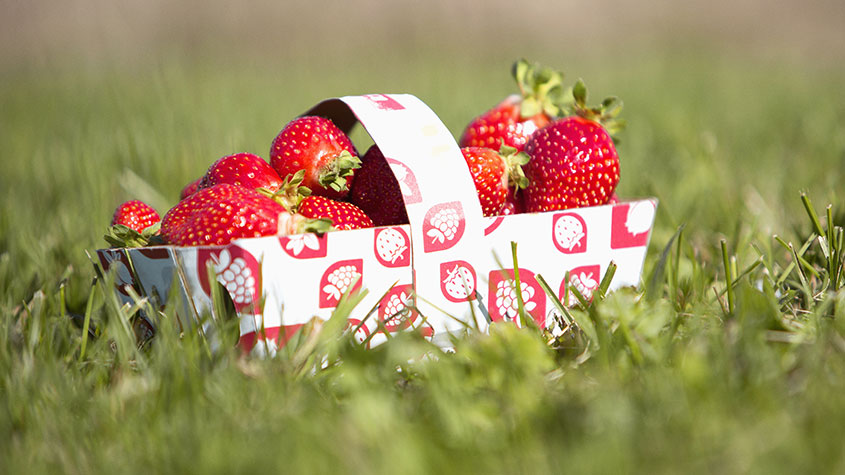 Cascades basket for strawberry and fruits