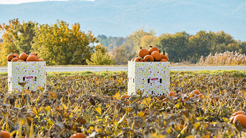 Cascades bulk bins for pumpkin and watermelon