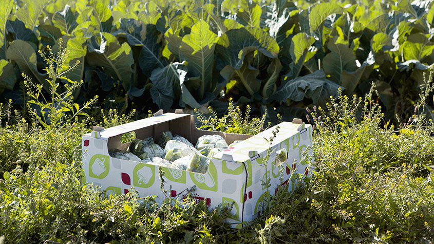 Cascades cabaret en carton pour les fruits et légumes