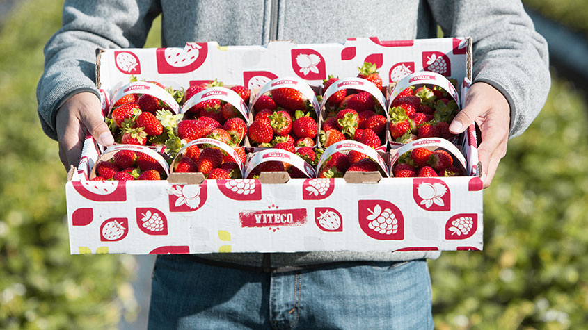 Cascades tray and baskets for fruits and vegetables 