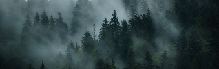 Mist drifting through a dense evergreen forest.