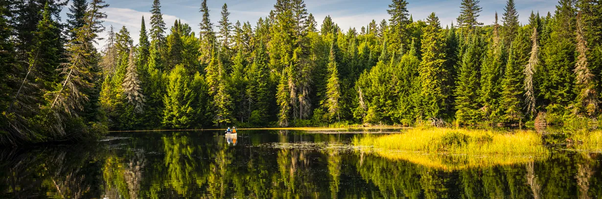 Forêt