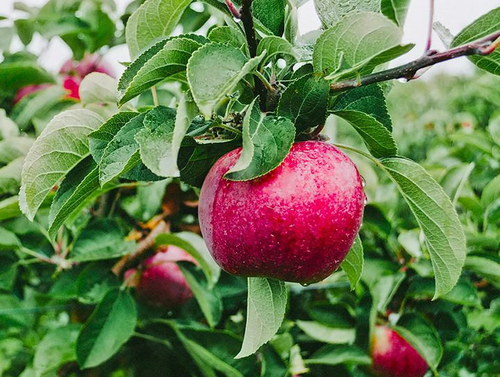 Emballage durable pour les fruits et légumes