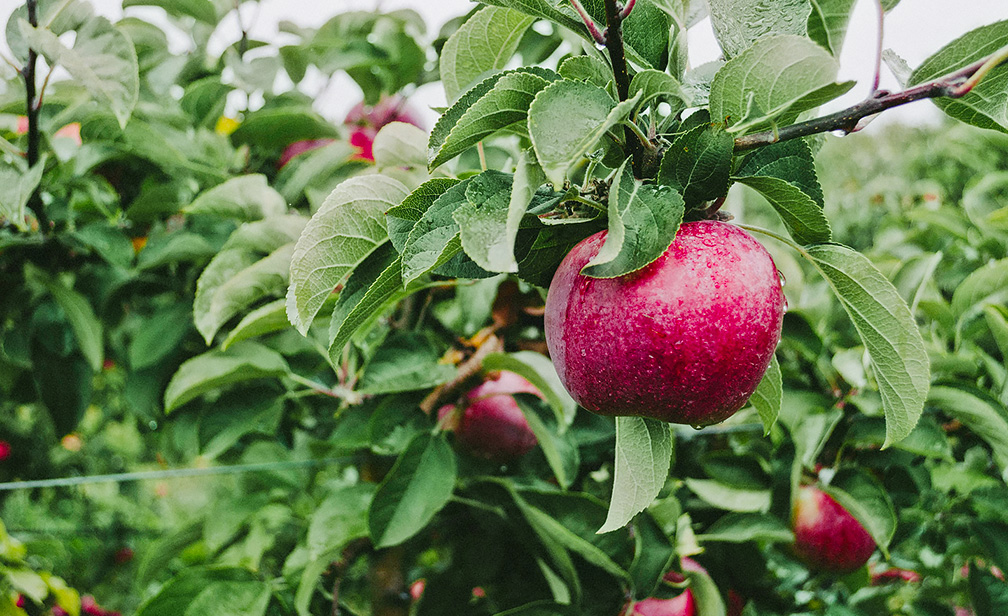 Pomme dans un arbre