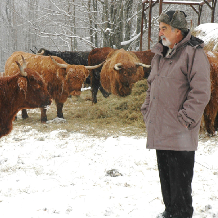 Bernard Lemaire avec les Boeuf Highlan